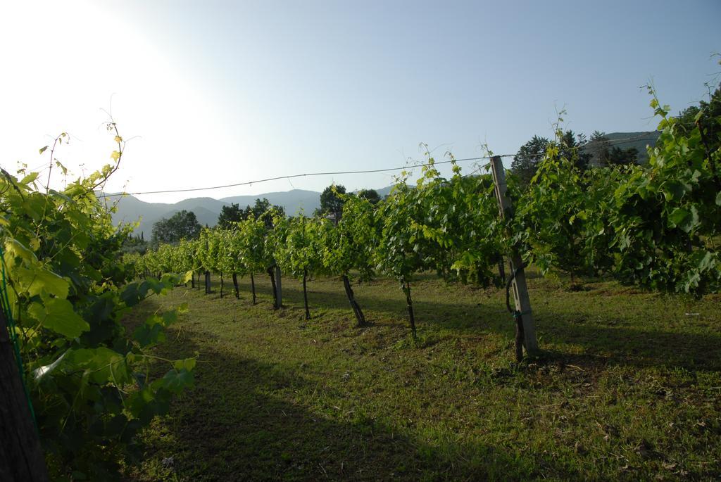 Tenuta Torellone San Potito Sannitico Εξωτερικό φωτογραφία