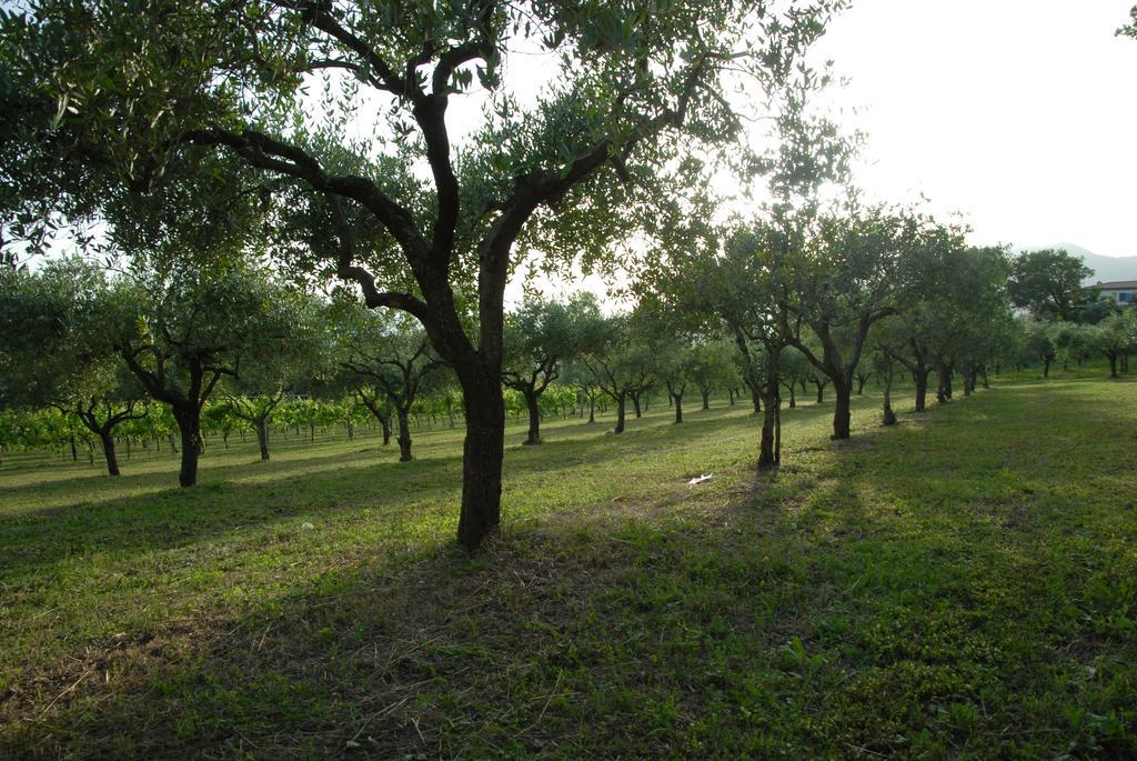 Tenuta Torellone San Potito Sannitico Εξωτερικό φωτογραφία